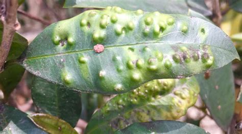 lilly pilly beetle spray|How to Deal With Lily Beetles 